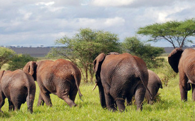 Elephants on uganda safaris