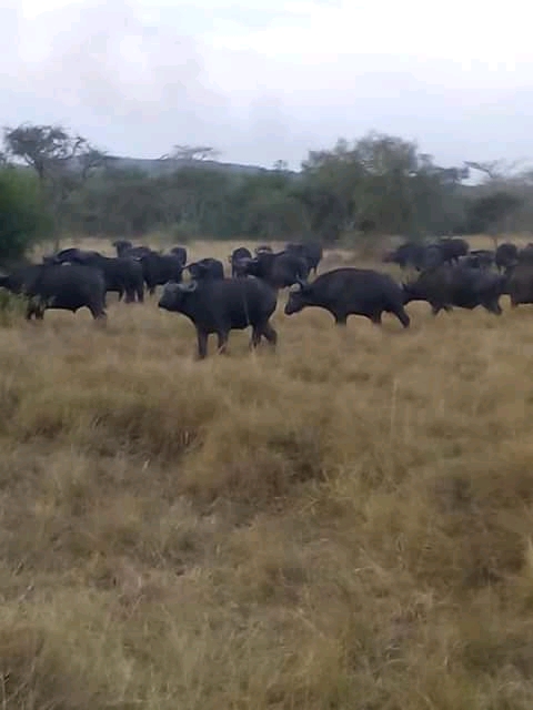 buffalo safaris