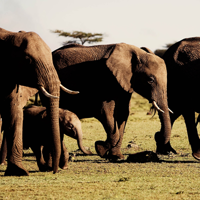 elephats in murchison falls