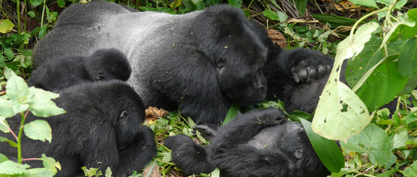 gorilla safari