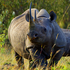 rhinoes